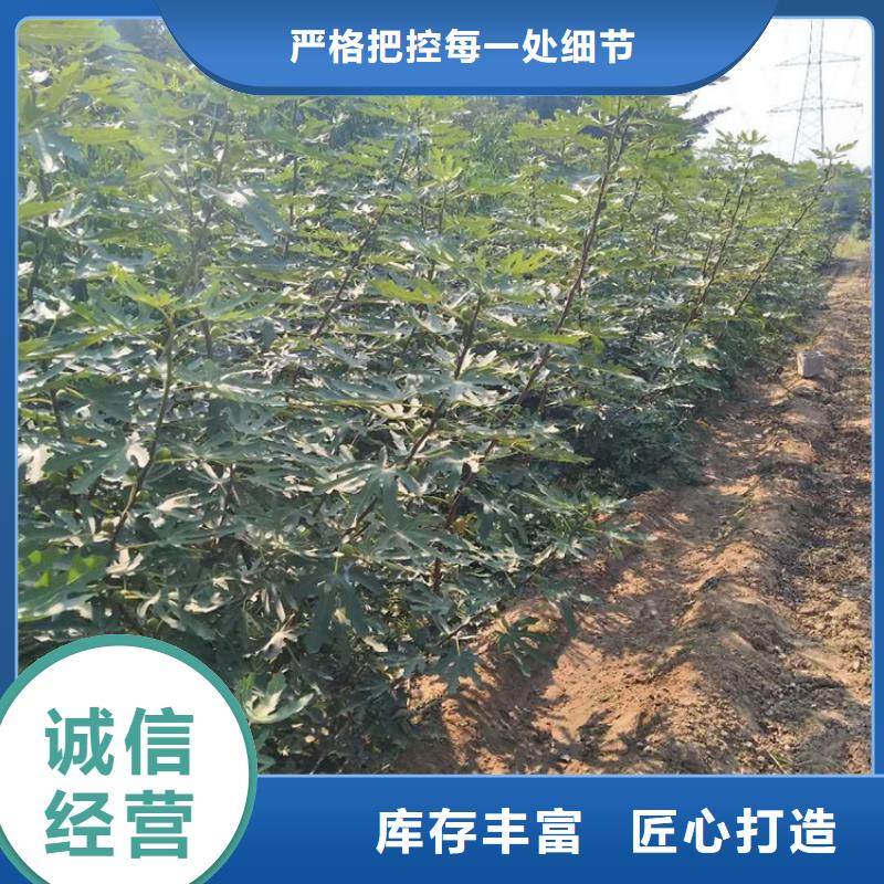 【无花果板栗苗出货及时】