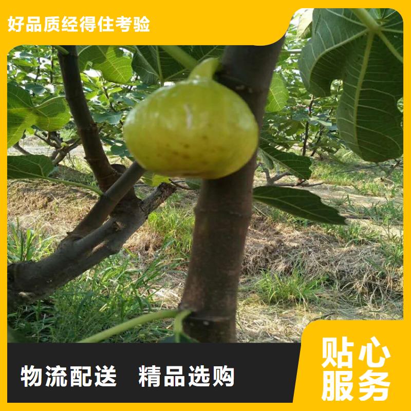 【无花果板栗苗出货及时】
