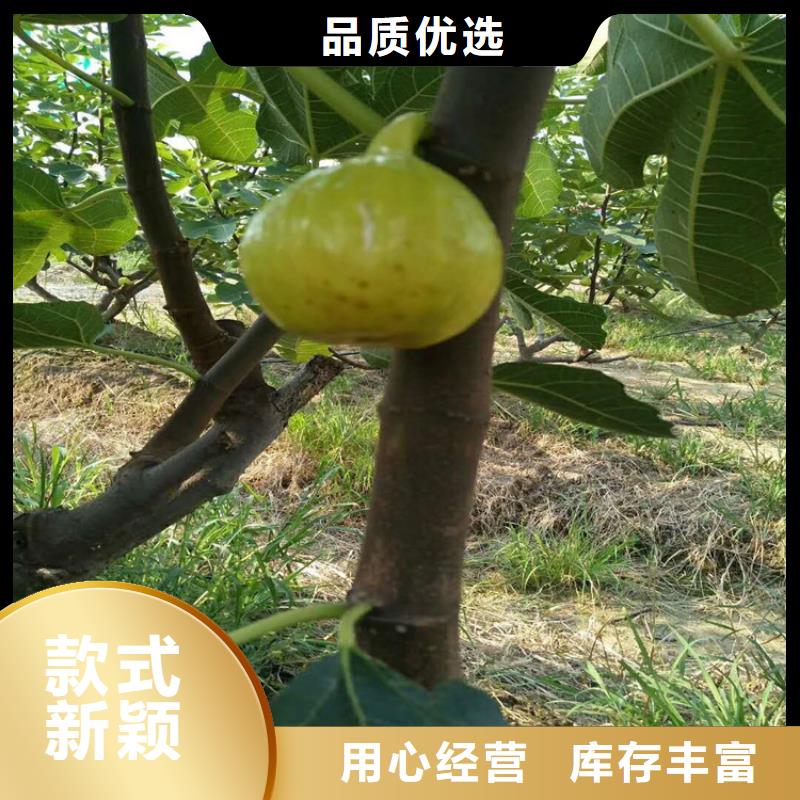 无花果草莓苗诚信可靠