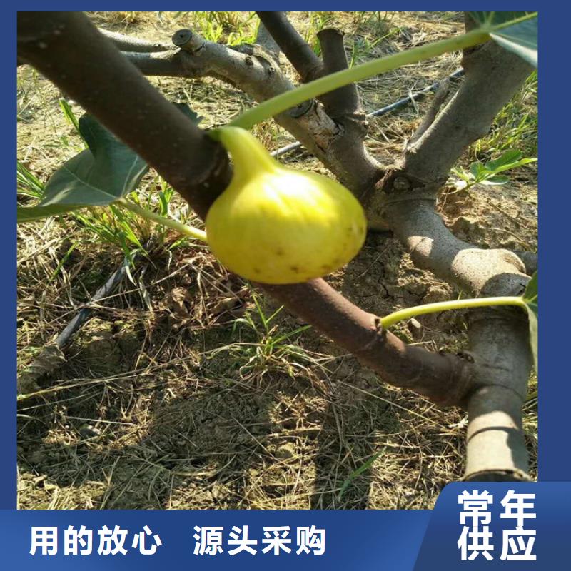 无花果樱桃苗好货有保障