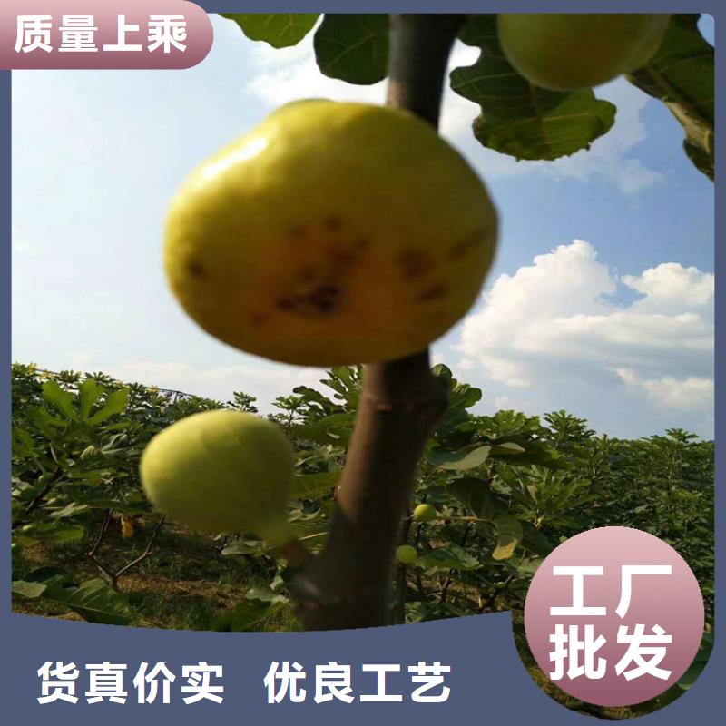 无花果,桃树苗甄选好厂家