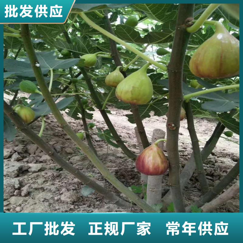 无花果樱桃苗联系厂家