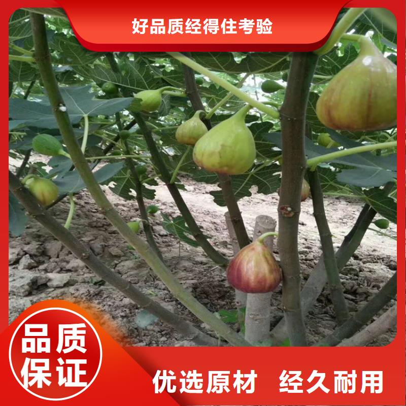 无花果苹果苗质量安全可靠