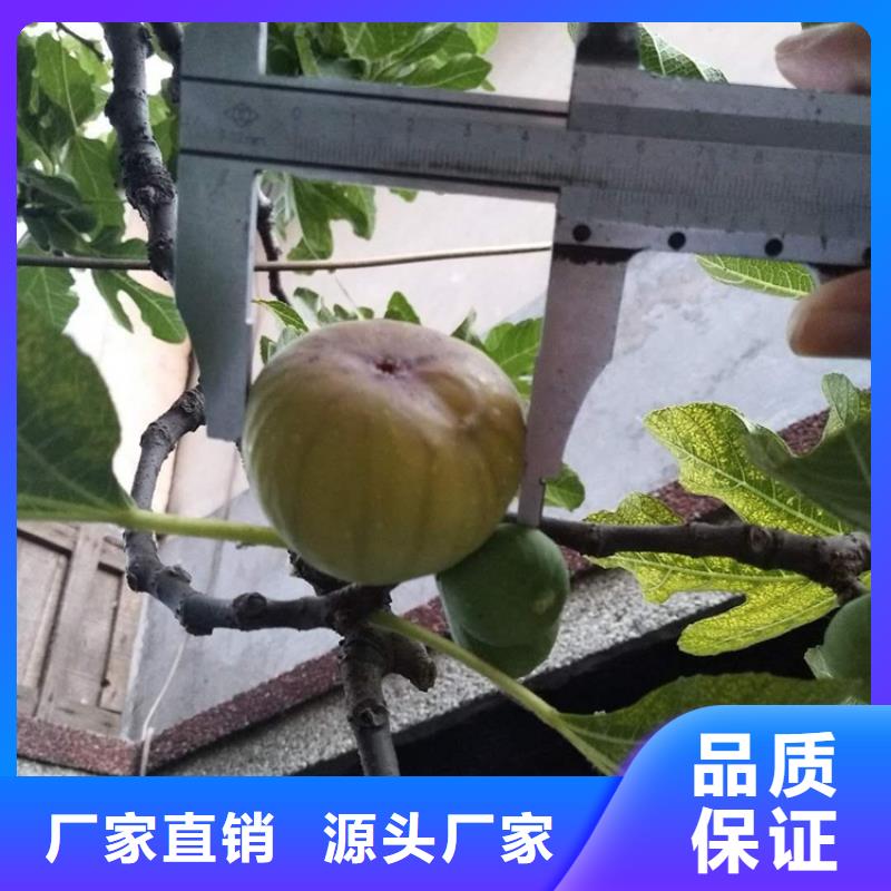 无花果_樱桃苗品质保证实力见证