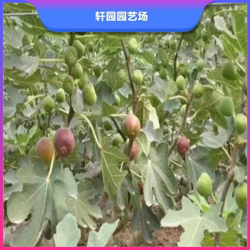 无花果【玛瑙红石榴苗】高品质现货销售