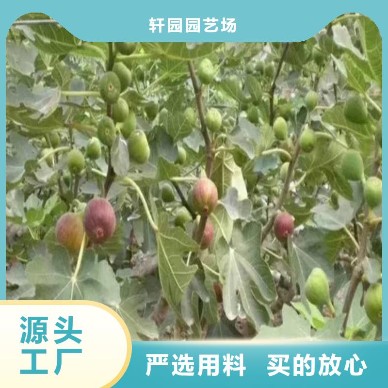 无花果-3公分石榴苗质量好