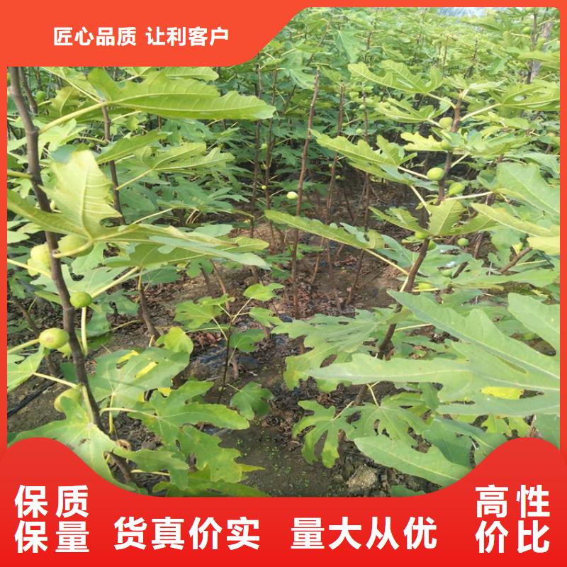 无花果石榴树有实力有经验
