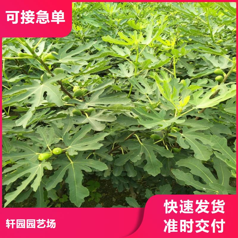 无花果桃树苗安心购