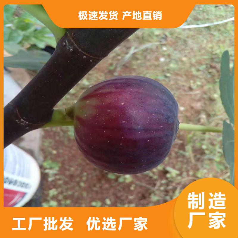 无花果红颜草莓质量优选