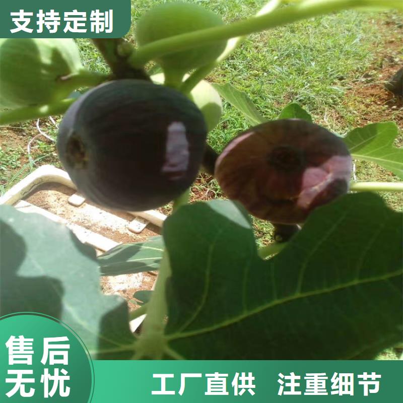 无花果_【蓝莓苗】用心做品质