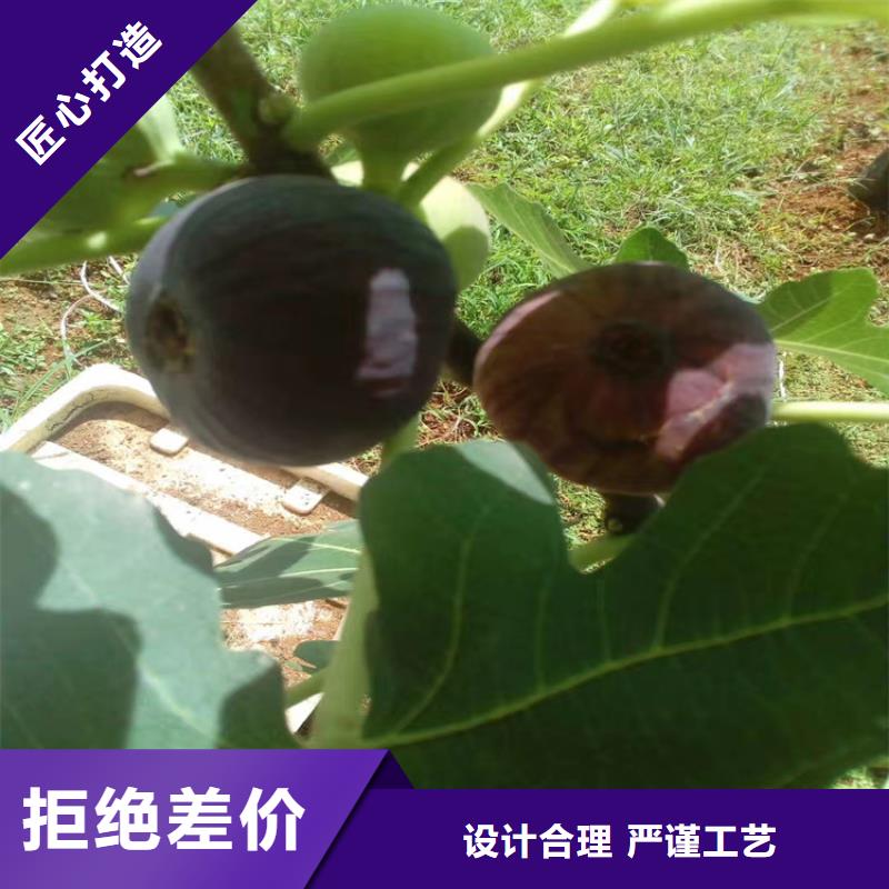 无花果_蓝莓苗产品细节