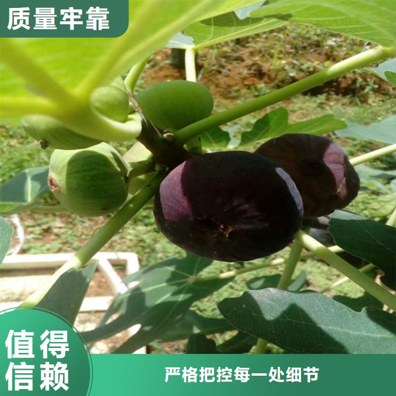 无花果苹果苗量大更优惠