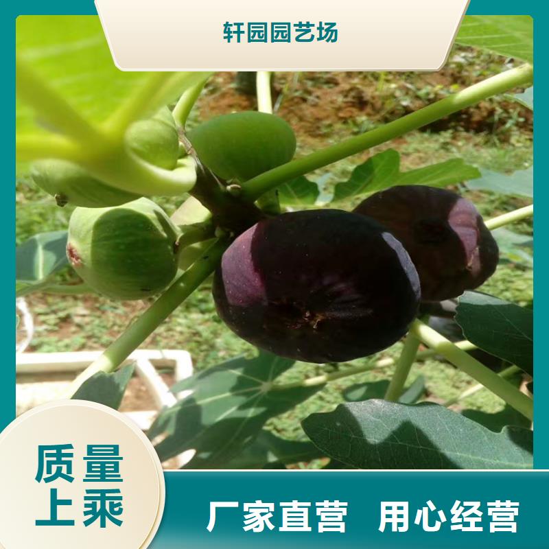 无花果桃树苗支持大批量采购