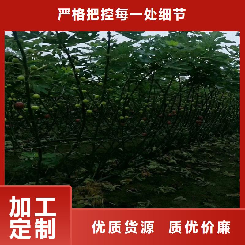 无花果樱桃苗厂家自营