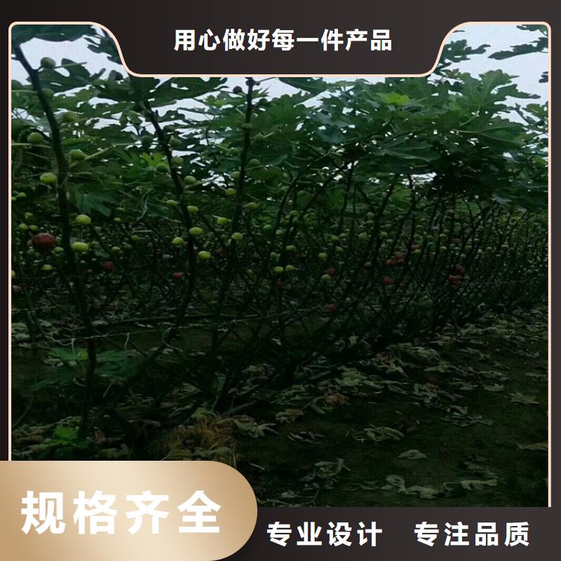 无花果-梨树苗价格实惠工厂直供