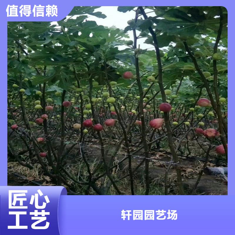 无花果樱桃苗价格公道合理
