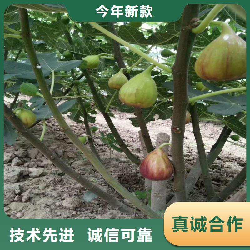 无花果_杏树苗工艺精细质保长久