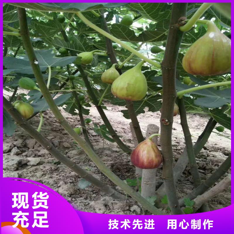 【无花果】梨树苗加工定制