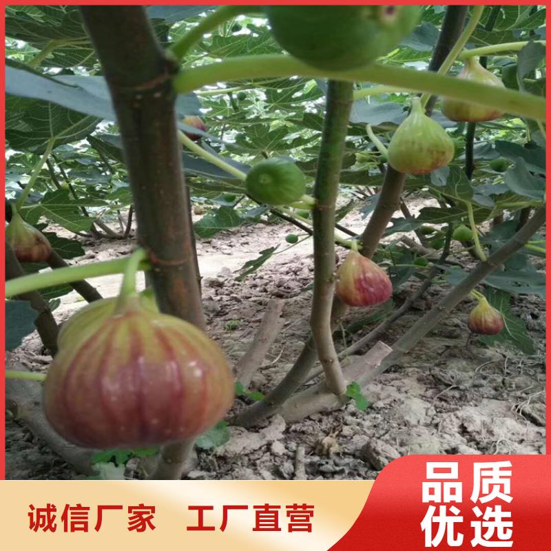 无花果,苹果苗源头实体厂商
