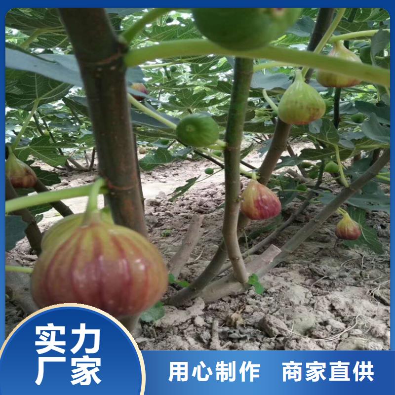 【无花果嘎啦苹果精心选材】