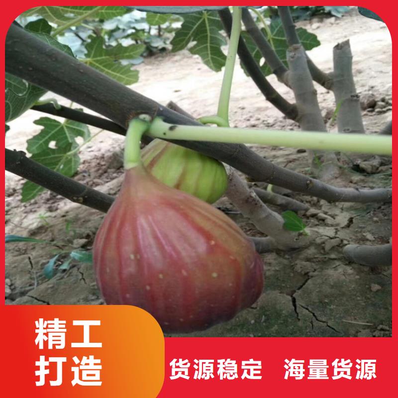 无花果草莓苗诚信可靠