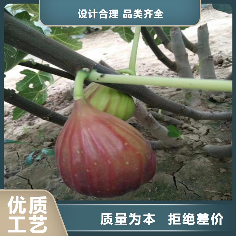 无花果苹果苗质量安全可靠