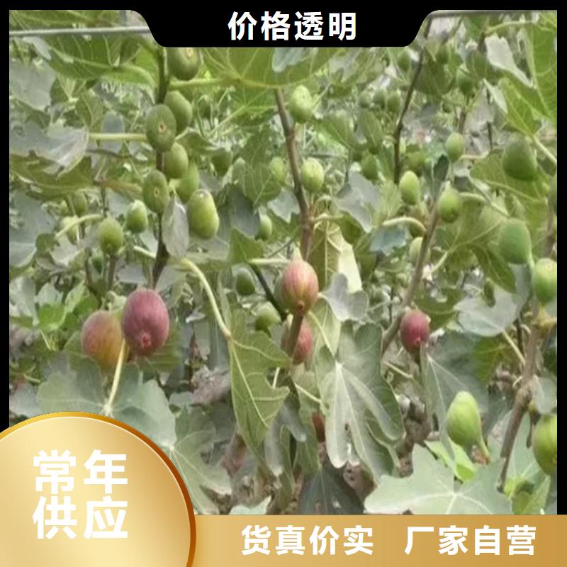 无花果_杏树苗专注生产N年