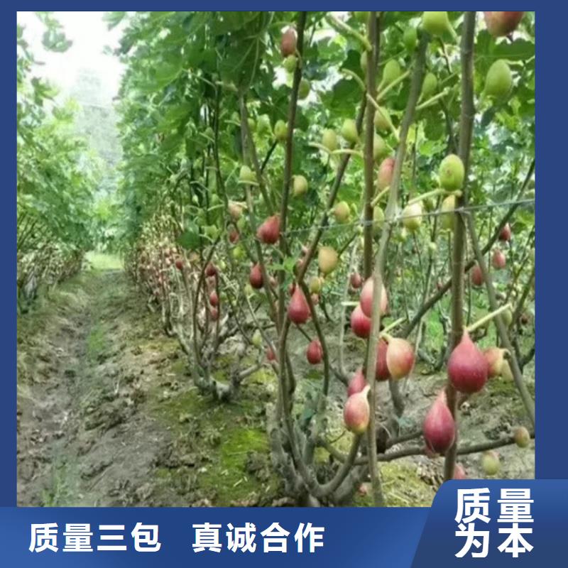 无花果樱桃苗现货充足量大优惠