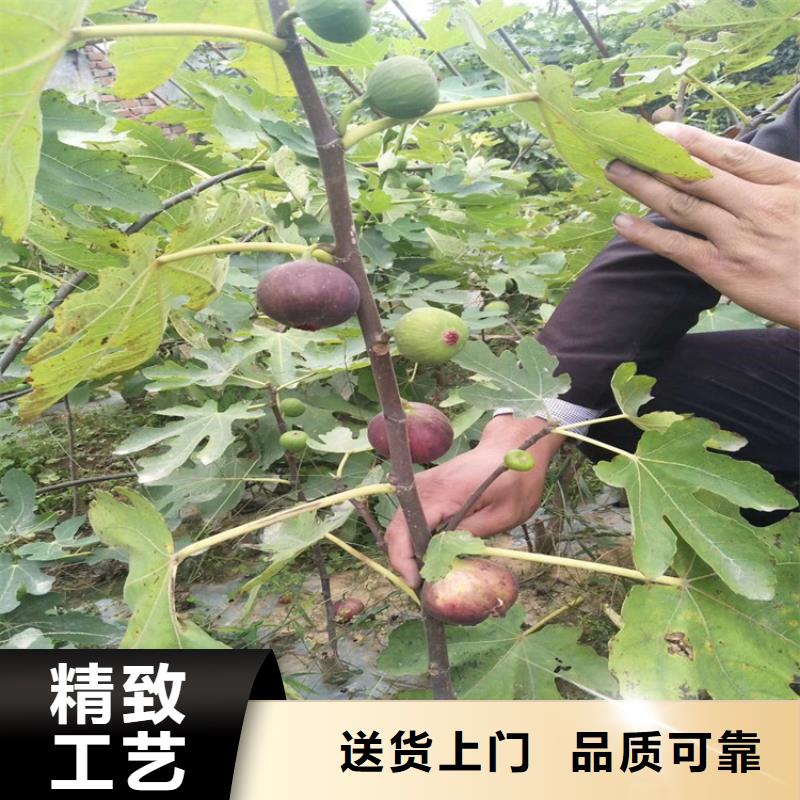 无花果苹果苗量大更优惠