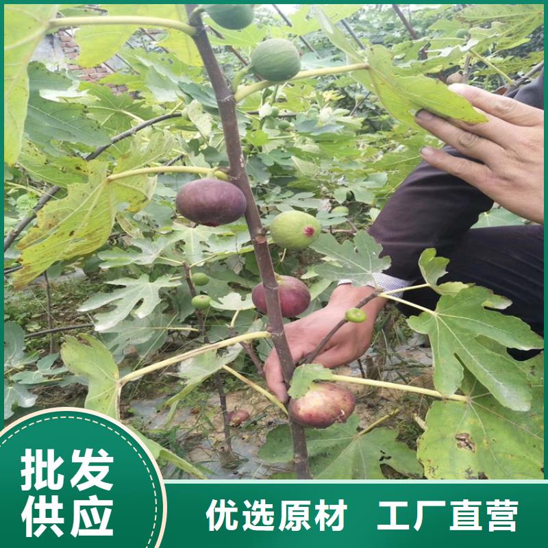 无花果石榴树匠心品质