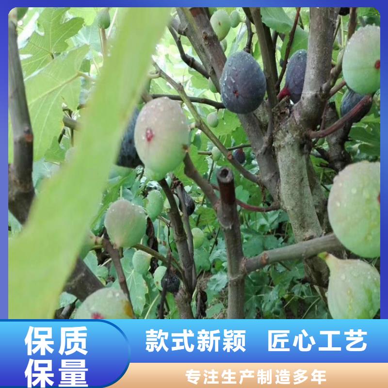 无花果,蓝莓苗让利客户