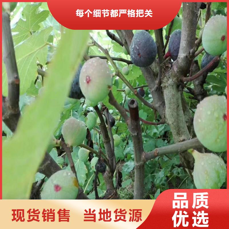 无花果石榴苗资质认证