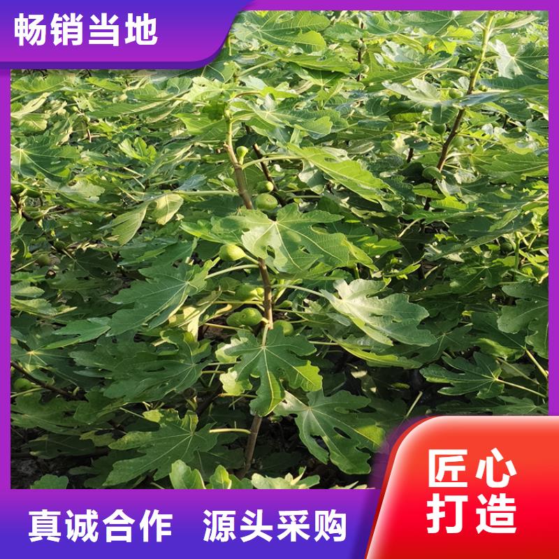 无花果苹果苗质量安全可靠