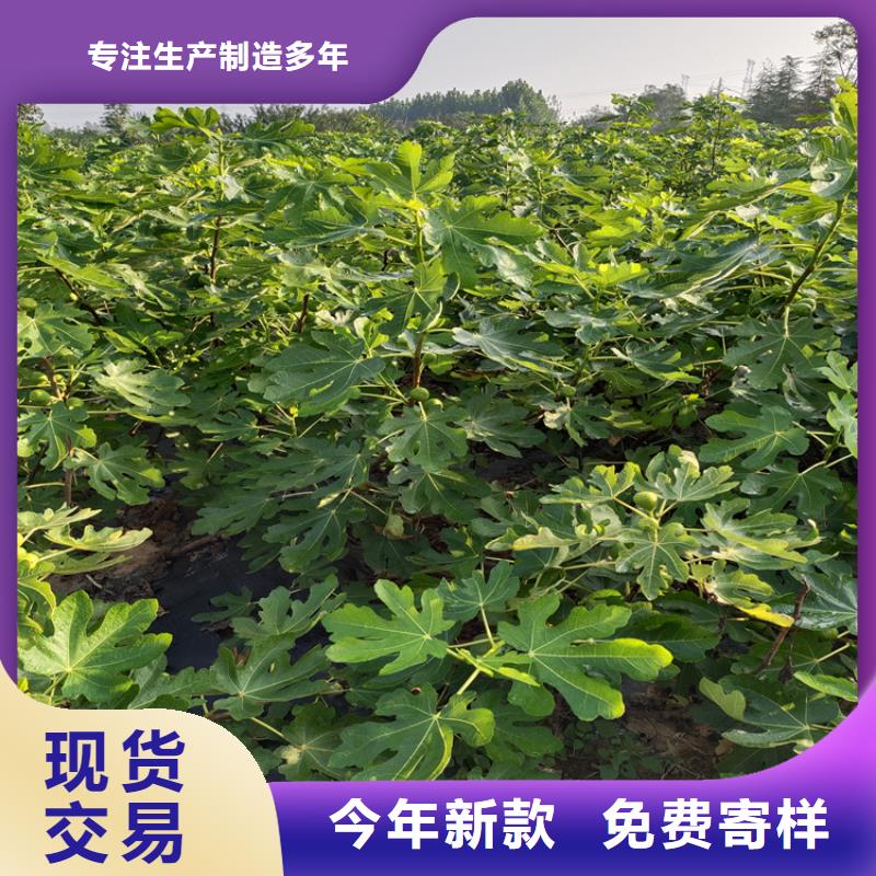 无花果_石榴树产地批发