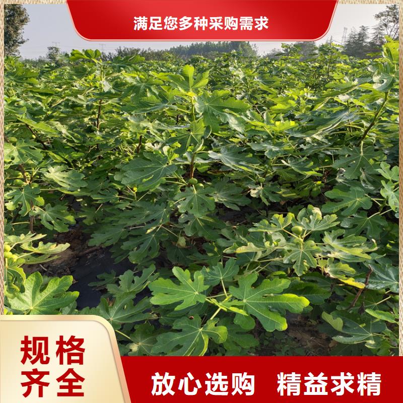 无花果-猕猴桃苗工厂直供