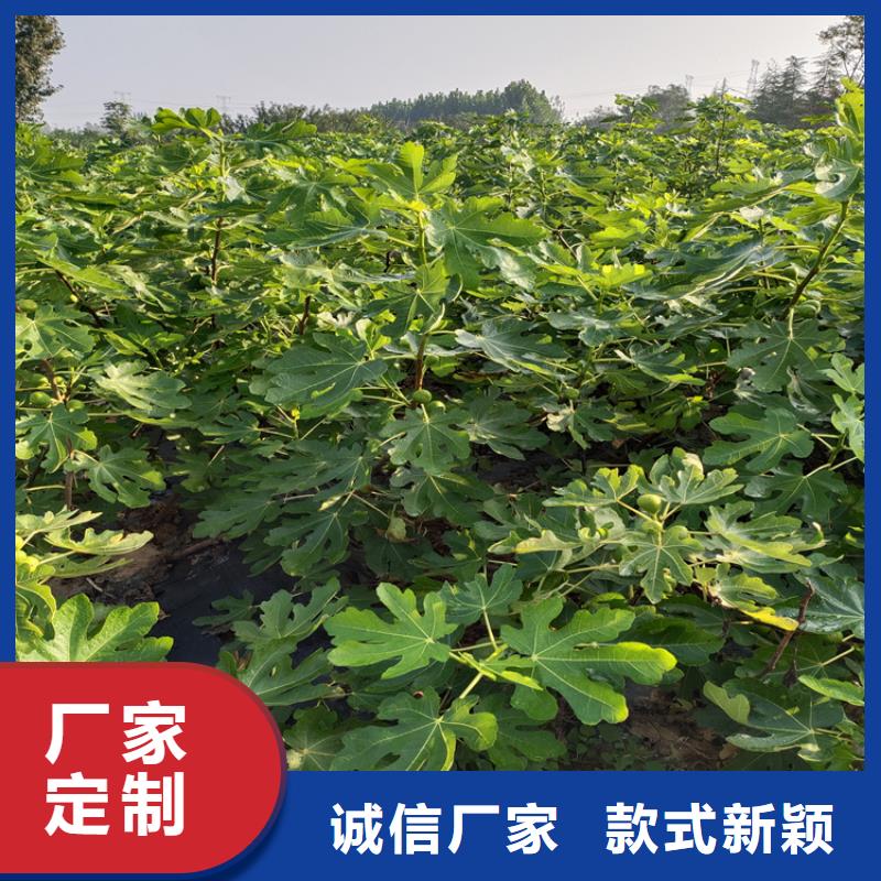 无花果樱桃苗价格公道合理