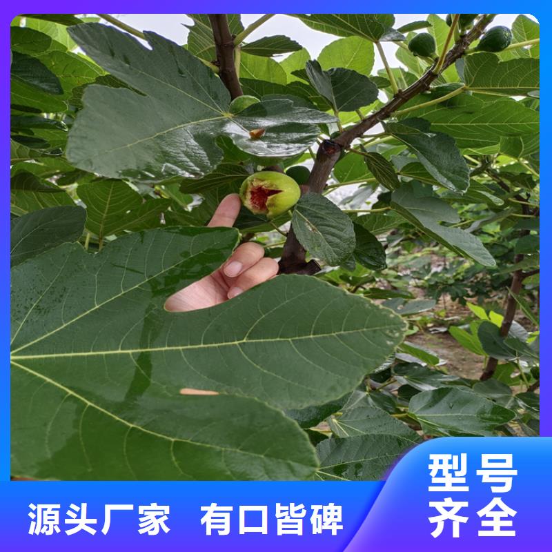 无花果板栗苗联系厂家