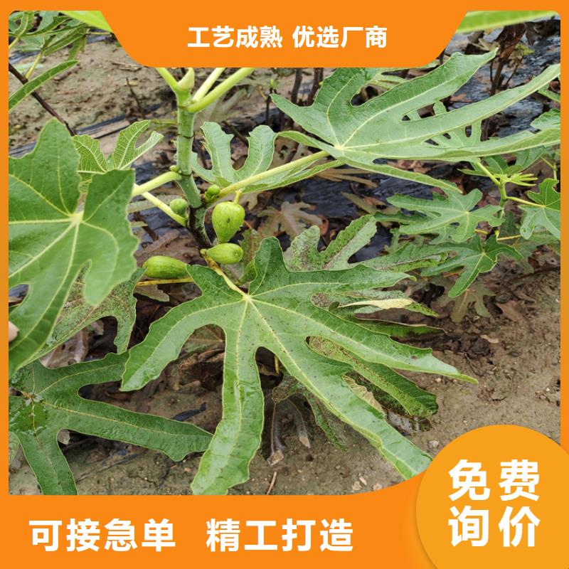 【无花果】梨树苗加工定制