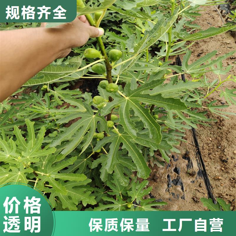 无花果樱桃苗专业生产厂家