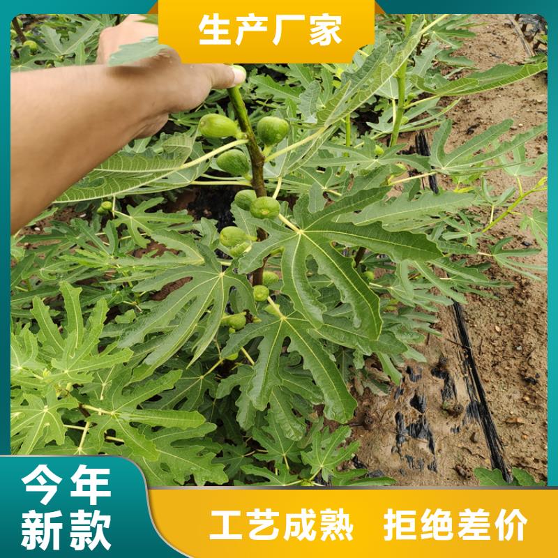 无花果,蓝莓苗让利客户