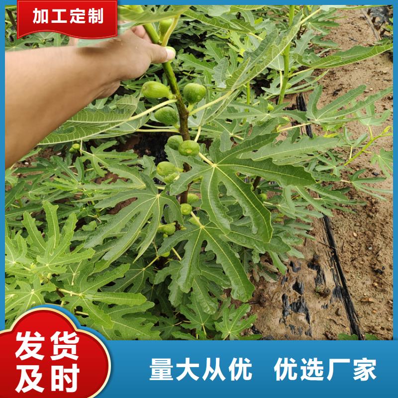 无花果桃树苗安心购