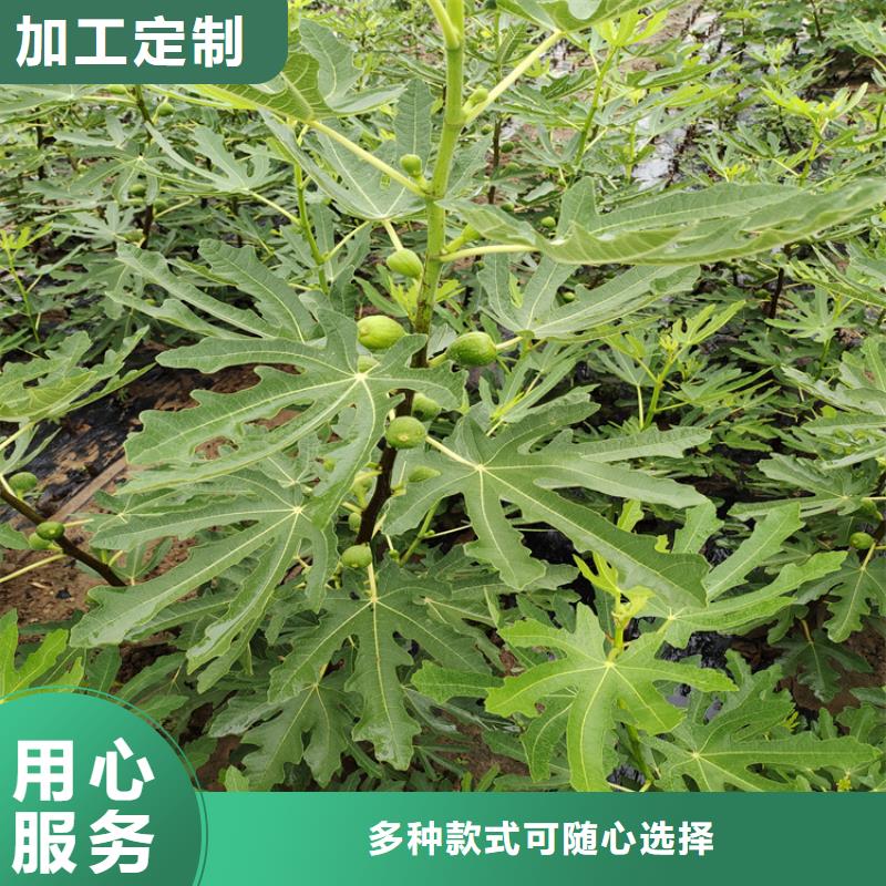 无花果-梨树苗价格实惠工厂直供
