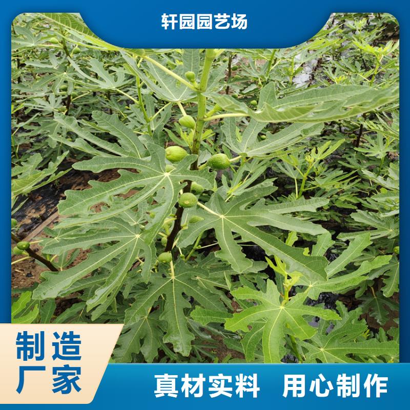 无花果嘎啦苹果详细参数