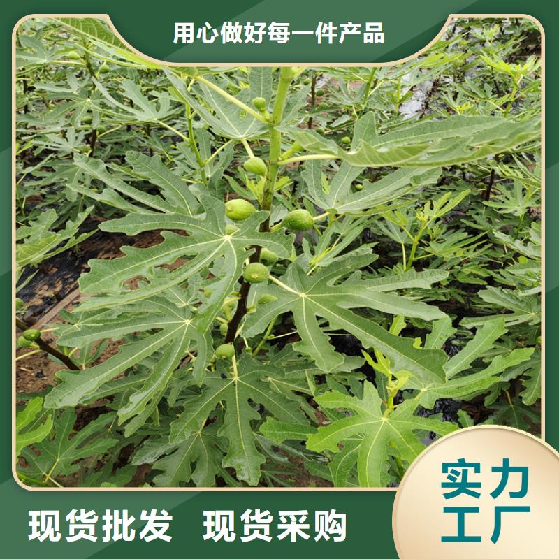 无花果樱桃苗价格公道合理