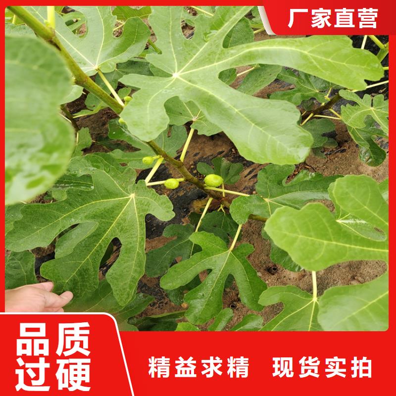 无花果,蓝莓苗让利客户