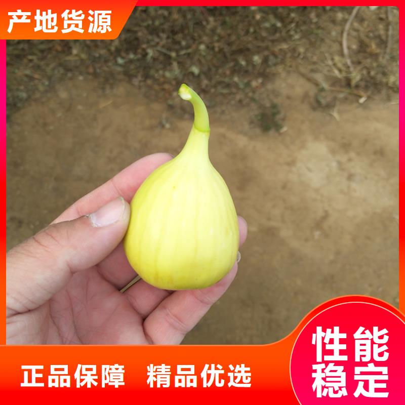 【无花果_苹果苗品质卓越】