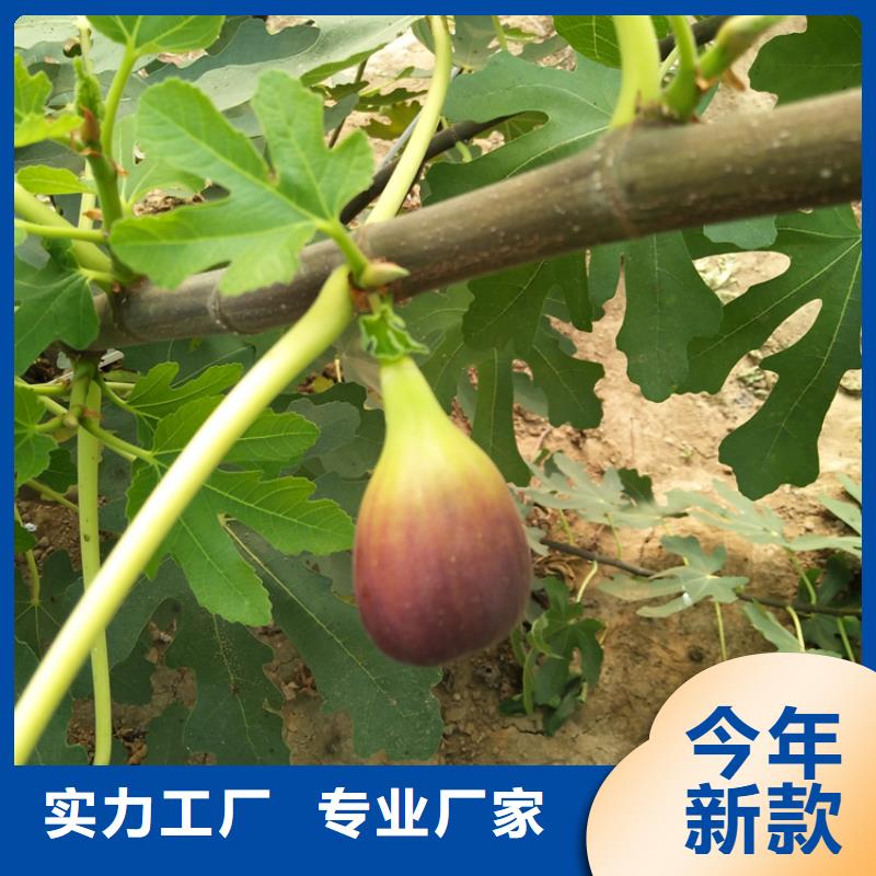 无花果猕猴桃苗保质保量