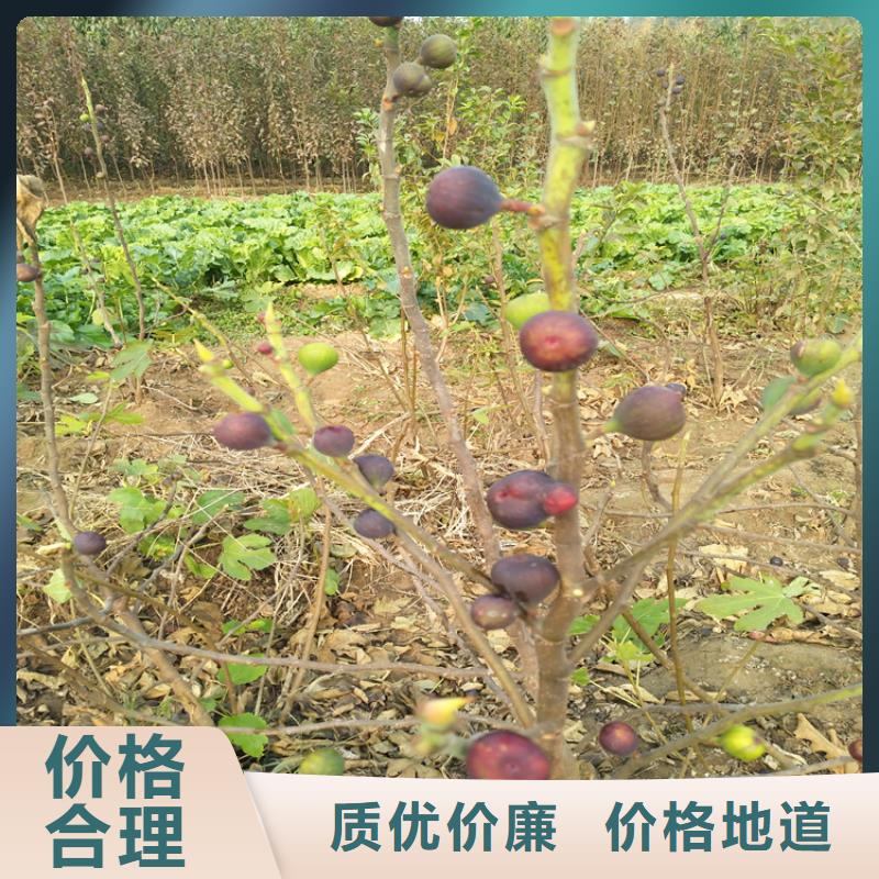 无花果樱桃苗价格公道合理