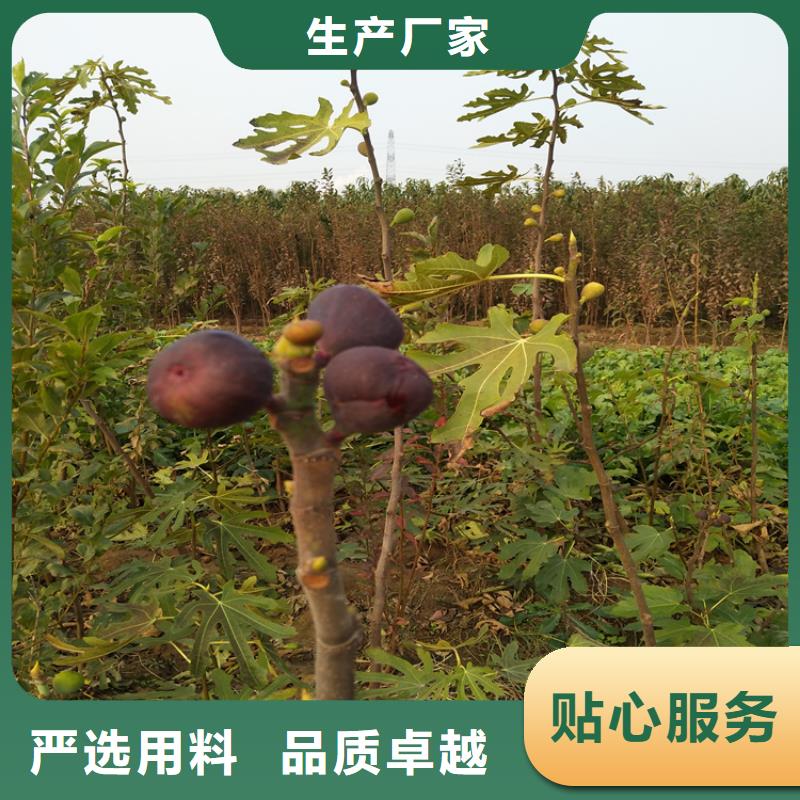 无花果草莓苗诚信可靠