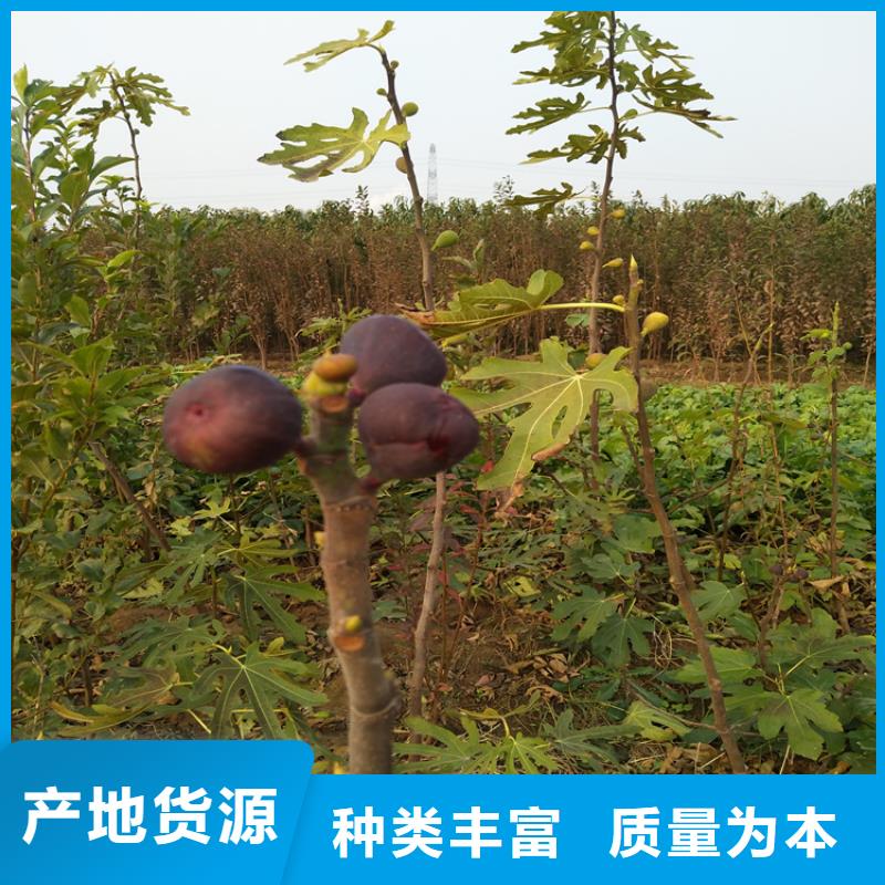无花果-梨树苗价格实惠工厂直供